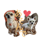 くぅとシナモン（個別スタンプ：23）
