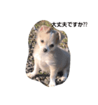 ゆりぴの犬すたんぷ（個別スタンプ：1）