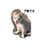 ゆりぴの犬すたんぷ（個別スタンプ：2）