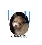 ゆりぴの犬すたんぷ（個別スタンプ：3）