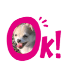 ゆりぴの犬すたんぷ（個別スタンプ：4）