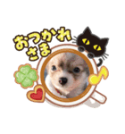 ゆりぴの犬すたんぷ（個別スタンプ：5）
