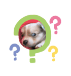 ゆりぴの犬すたんぷ（個別スタンプ：6）