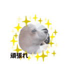 ゆりぴの犬すたんぷ（個別スタンプ：8）