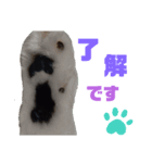 うちのニャンコ 2（個別スタンプ：1）