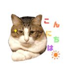 うちのニャンコ 2（個別スタンプ：3）
