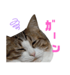 うちのニャンコ 2（個別スタンプ：6）