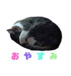 うちのニャンコ 2（個別スタンプ：8）