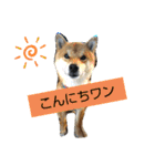 柴犬コムギの日常（個別スタンプ：2）