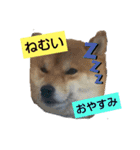柴犬コムギの日常（個別スタンプ：3）