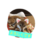 柴犬コムギの日常（個別スタンプ：4）