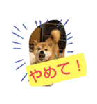 柴犬コムギの日常（個別スタンプ：5）