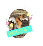柴犬コムギの日常（個別スタンプ：7）
