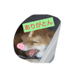 柴犬コムギの日常（個別スタンプ：9）