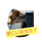 柴犬コムギの日常（個別スタンプ：10）