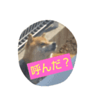 柴犬コムギの日常（個別スタンプ：11）