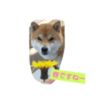 柴犬コムギの日常（個別スタンプ：12）