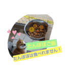 柴犬コムギの日常（個別スタンプ：13）
