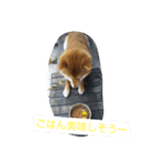柴犬コムギの日常（個別スタンプ：14）