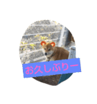 柴犬コムギの日常（個別スタンプ：15）