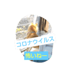 柴犬コムギの日常（個別スタンプ：16）