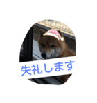 柴犬コムギの日常（個別スタンプ：17）