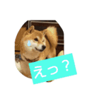 柴犬コムギの日常（個別スタンプ：18）