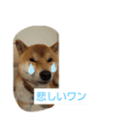 柴犬コムギの日常（個別スタンプ：19）