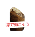 柴犬コムギの日常（個別スタンプ：20）