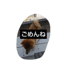 柴犬コムギの日常（個別スタンプ：21）