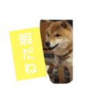 柴犬コムギの日常（個別スタンプ：22）