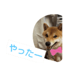 柴犬コムギの日常（個別スタンプ：23）