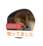柴犬コムギの日常（個別スタンプ：24）