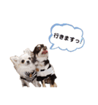 ちろココスタンプ4。（個別スタンプ：16）