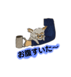 ねむい犬(日常使い)（個別スタンプ：1）