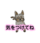 ねむい犬(日常使い)（個別スタンプ：3）