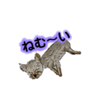 ねむい犬(日常使い)（個別スタンプ：4）