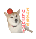柴犬ほたるのスタンプ2（個別スタンプ：1）