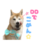 柴犬ほたるのスタンプ2（個別スタンプ：2）