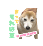 柴犬ほたるのスタンプ2（個別スタンプ：3）