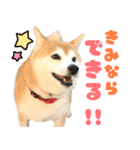 柴犬ほたるのスタンプ2（個別スタンプ：4）