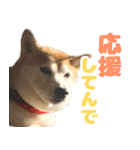 柴犬ほたるのスタンプ2（個別スタンプ：5）