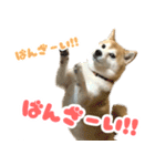 柴犬ほたるのスタンプ2（個別スタンプ：6）