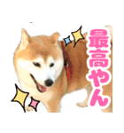 柴犬ほたるのスタンプ2（個別スタンプ：7）