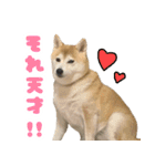 柴犬ほたるのスタンプ2（個別スタンプ：8）