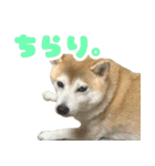 柴犬ほたるのスタンプ2（個別スタンプ：9）
