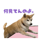 柴犬ほたるのスタンプ2（個別スタンプ：10）