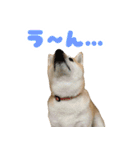 柴犬ほたるのスタンプ2（個別スタンプ：11）