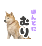 柴犬ほたるのスタンプ2（個別スタンプ：12）