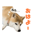 柴犬ほたるのスタンプ2（個別スタンプ：13）